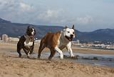AMSTAFF  ADULT & PUPPIES 049